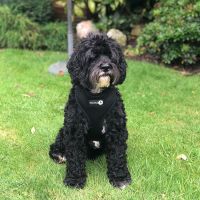 Woofles Dual Airmesh Dog Harness-Black