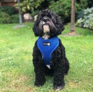 Woofles Dual Airmesh Dog Harness-blue
