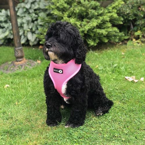 Woofles Dual Airmesh Dog Harness-Pink